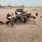 ديك رومي العمر 6_8 شهور العدد 10