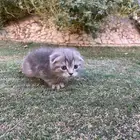 كيتن سكوتش فولد مطعمين مدربين للبيع ولايوجد تبني