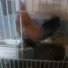 دجاج وديوك