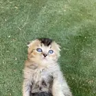 كيتن سكوتش فولد مطعمين مدربين للبيع ولايوجد تبني