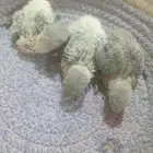 للبيع ثلاث فروخ روز