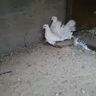 جوز شمسي هندي ابيض صك