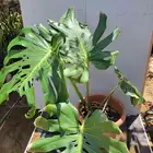 نباتات داخليه