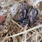 فروخ قولدن فنش