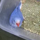 فرخ دره دارك بلو كلير هد كلير تيل.