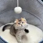 قطط شكوتش فولد ذكر العمر شهرين صحة جيدة