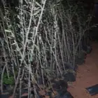 شتلات الزيتون
