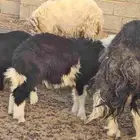 خروف نجدي العمر 4شهور
