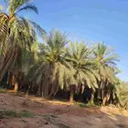 يوجد لدينا نخيل عربي مثمر جميع الأنواع كما نوصل للجميع انحا