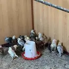 صيصان بلدي و صيصان فيومي