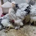 صوص براهما كلونبي