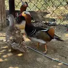 بط مندرين منتج للبيع