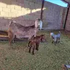 عنز شاميه صنف للبيع