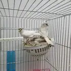 كناري منتج ( تم البيع )