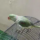 ببغاء دره نيبالي ذكر متكلم