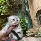سكوتش فولد مطعمين مدربين للبيع ولايوجد تبني