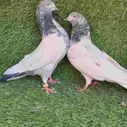 حمام باكستاني