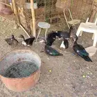 بط مسكوفي