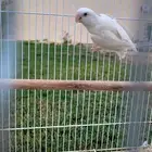 روز البينو للبيع