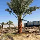 يوجد لدينا نخل عربي وشنطني