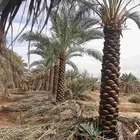 يوجد لدينا نخل مكرب هلال من مترين ونص الا 6متر