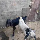 12 معزا للبيع
