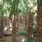 يوجد لدينا جميع انواع انخيل صقعي خلاص سكري برحي عجوه خضري مج