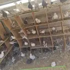 حمام بلدي 30 زوج سعر الجوز 20 ريال الموقع الخرج اليمامه