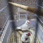 طيور جاوا فنش