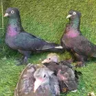 جوز تركي اسود مذيل