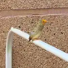 فروخ ستار فنش للغر