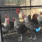 دجاج فيومي شبابي بياض دم صافي