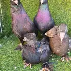 جوز تركي اسود مذيل