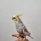 ذكر ببغاء كروان أليف جدا  ( 300 ريال )