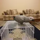 طير كاسكو فرخ 8 اشهر