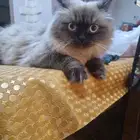 قطة هملايا انثي للتبني