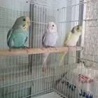 عصافير بادجي اقل من شهرين العدد 3