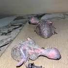 فروخ لوري متوفر تابي وتمارا