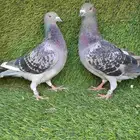 زاجل سباق محجلة 2025