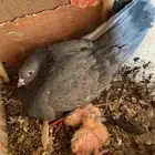 جوز كمنقر كالو الجوز