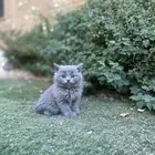 سكوتش فولد مطعمين الوان مميزة للبيع ولايوجد تبني