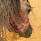 رشم خيل للبيع