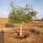 يوجد لدينا جميع انواع الاشجار.زيتون معمر مثمر وجميع الاشجار