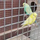 عصفور بادجي زواج