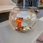 سمك مع زجاجه للبيع