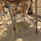 محلب ابقار للبيع