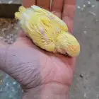 فرخ روز لاتينو للغر والتدريب