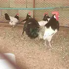 دجاج اللكن فلندر نوادر