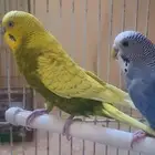 تصفية على مجموعة طيور زينة