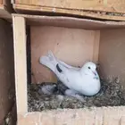 قطايف قطيفي الحد 50